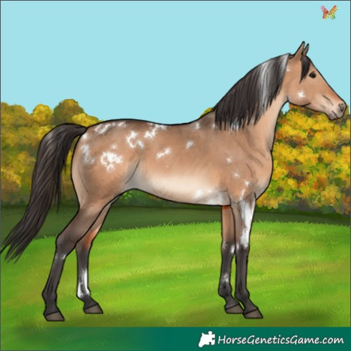Horse Color:White Spotted Bay Dun