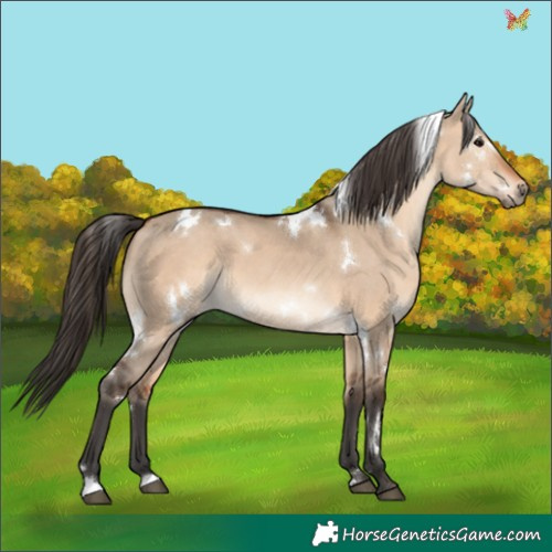 Horse Color:White Spotted Bay Dun 