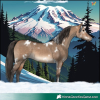 Horse Color:White Spotted Bay Dun