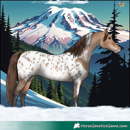 Horse Color:White Spotted Bay Dun Appaloosa 