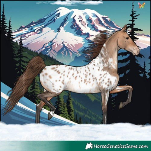 Horse Color:White Spotted Bay Dun Blanket 