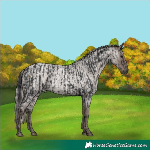 Horse Color:Black  and Silver Blue Roan 
