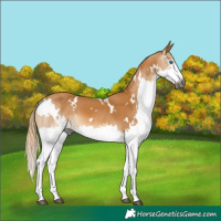 Horse Color:Gray White Spotted Chestnut Splash 