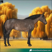 Horse Color:Brown Dun Rabicano