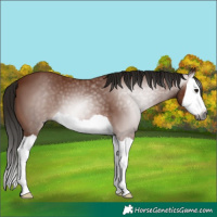 Horse Color:Gray Bay Splash 