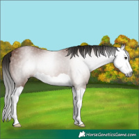 Horse Color:Gray Bay Splash