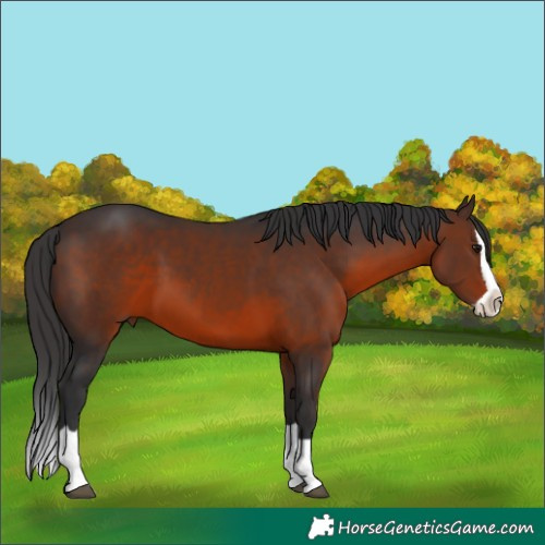 Horse Color:Brown Splash 
