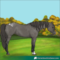 Horse Color:Grullo Varnish 