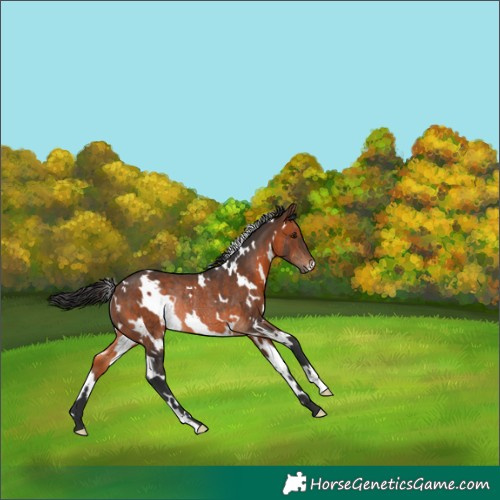 Horse Color:White Spotted Brown Rabicano 