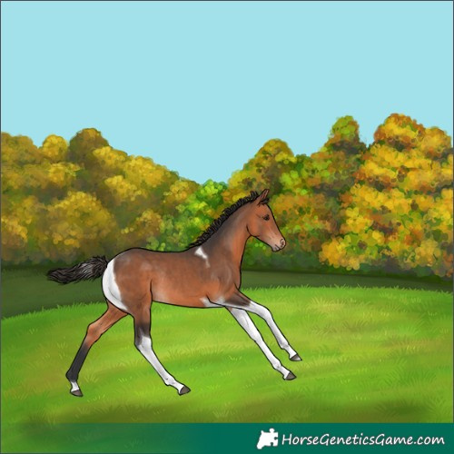 Horse Color:Bay Tobiano Rabicano 
