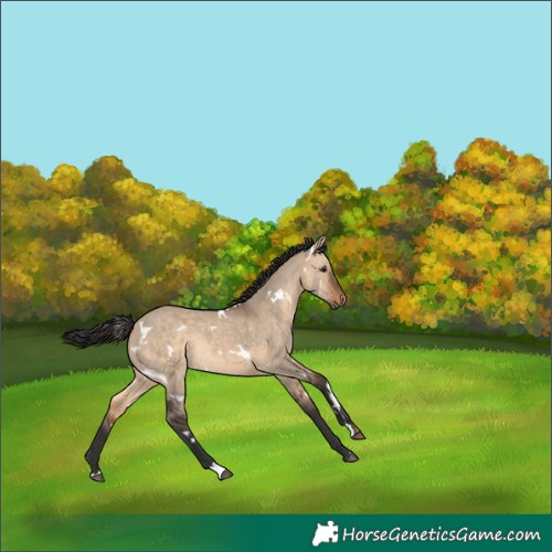 Horse Color:White Spotted Brown Dun Rabicano 