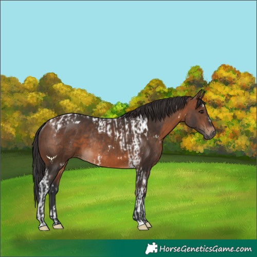 Horse Color:Brown Tobiano Rabicano and White Spotted Brown Rabicano