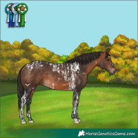 Horse Color:Brown Tobiano Rabicano  and White Spotted Brown Rabicano 