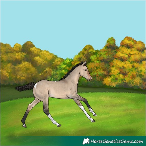 Horse Color:Brown Dun Tobiano Rabicano 