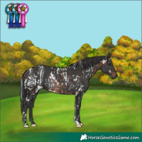 Horse Color:White Spotted Brown Rabicano and White Spotted Black Rabicano