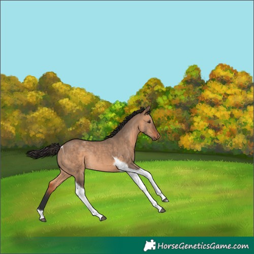 Horse Color:Bay Dun Tobiano Rabicano 