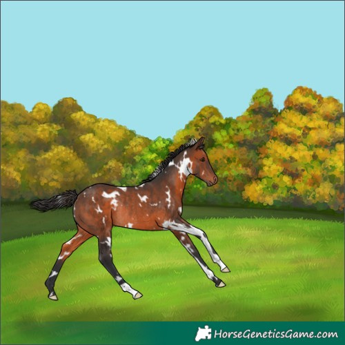 Horse Color:White Spotted Brown Rabicano