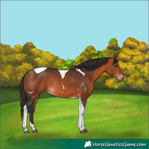 Horse Color:Brown Tobiano Rabicano 