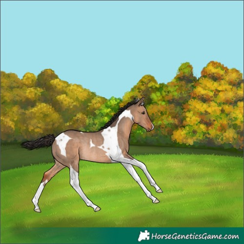 Horse Color:Brown Dun Tobiano Rabicano 
