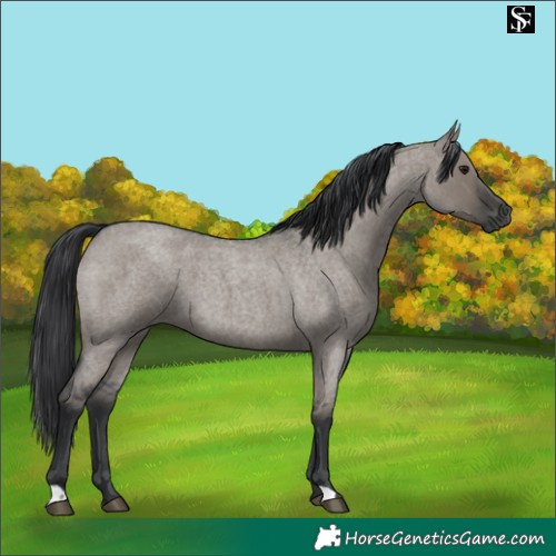 Horse Color:Grullo Roan 