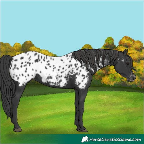 Horse Color:Black Near Leopard
