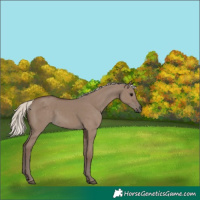 Horse Color:Silver Grullo