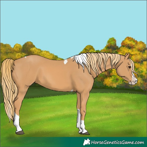 Horse Color:Chestnut Splash Tobiano