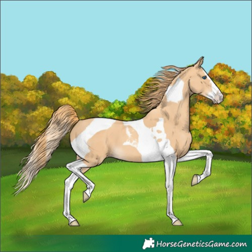 Horse Color:Gold Champagne Splash Tobiano