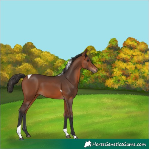 Horse Color:Bay Tobiano 