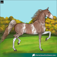 Horse Color:White Spotted Chestnut Sabino 