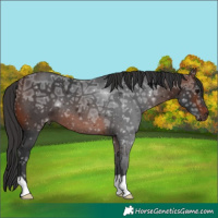 Horse Color:Brown Ice 