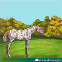 Horse Color:Chestnut Ice