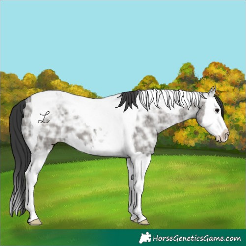 Horse Color:Grullo Ice Splash Tobiano 