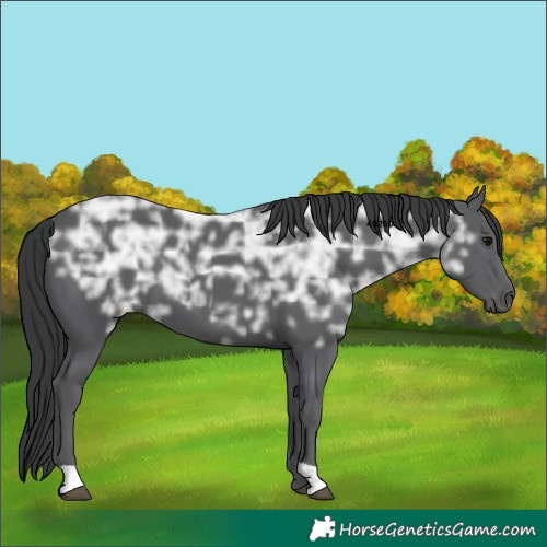 Horse Color:Black Ice 