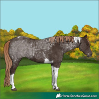 Horse Color:Liver Chestnut Tobiano