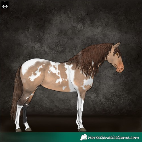 Horse Color:White Spotted Brown Dun Tobiano Varnish Rabicano 