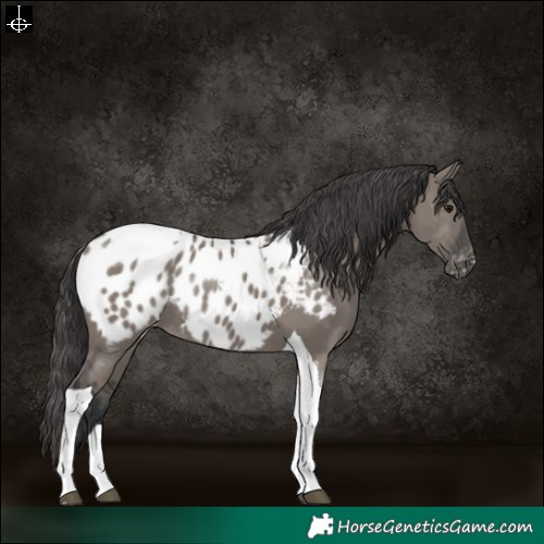 Horse Color:Grullo Tobiano Near Leopard Rabicano 