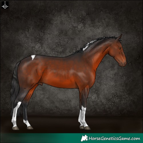 Horse Color:Brown Tobiano 