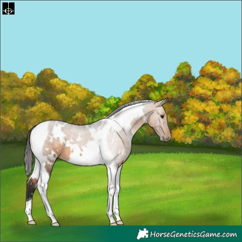 Horse Color:White Spotted Bay Dun Tobiano 