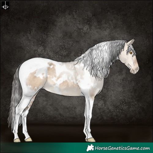 Horse Color:White Spotted Bay Dun Tobiano 