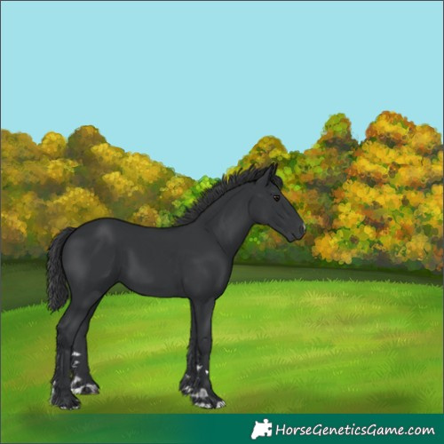 Horse Color:Black 