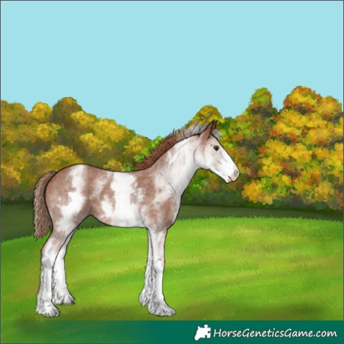 Horse Color:White Spotted Chestnut Sabino