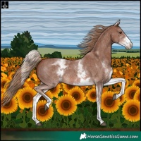 Horse Color:White Spotted Chestnut Sabino