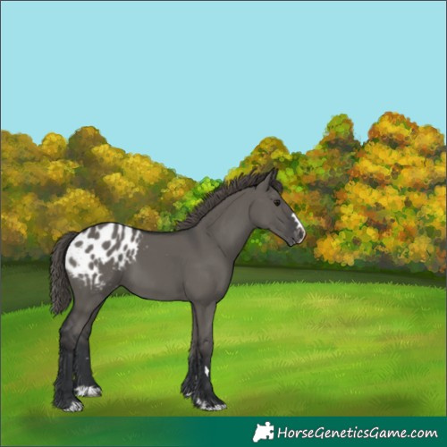 Horse Color:Grullo Appaloosa 