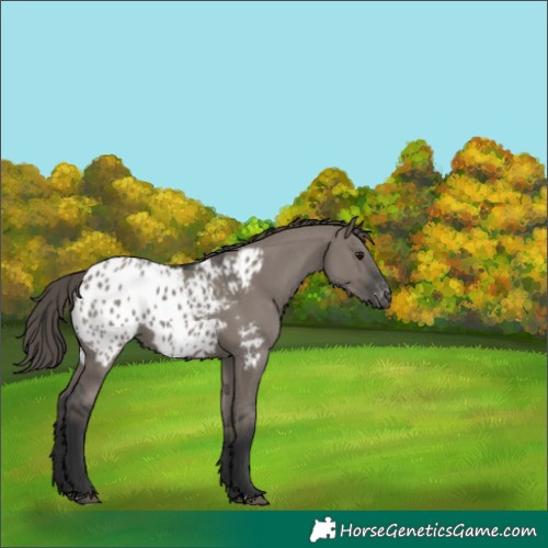 Horse Color:Grullo Appaloosa