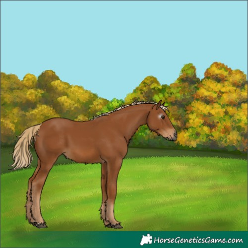 Horse Color:Gray Chestnut 