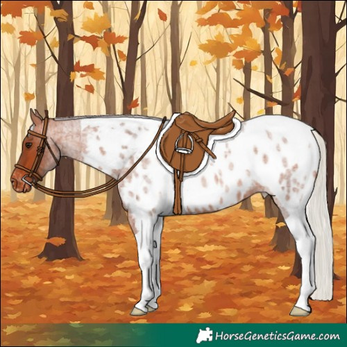 Horse Color:Silver Bay Roan Tobiano Appaloosa 
