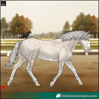 Horse Color:Cremello Tobiano Frame 