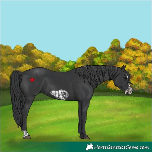 Horse Color:Black  and Black Frame 