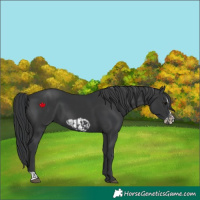 Horse Color:Black  and Black Frame 